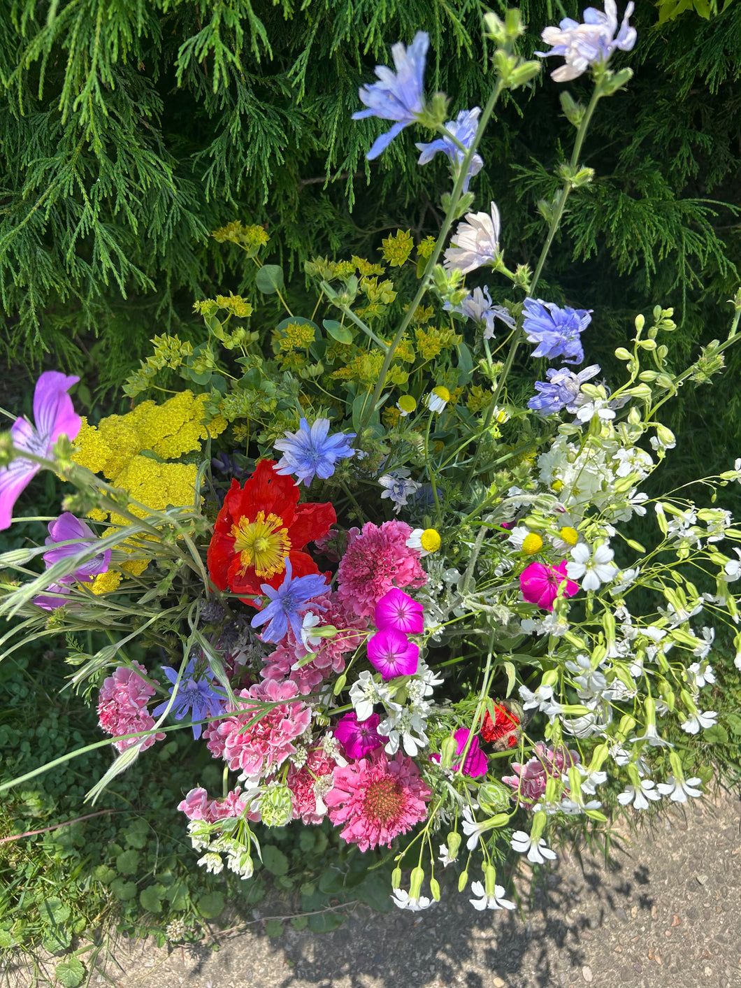 Bucket of Joy pre-order • bulk flowers