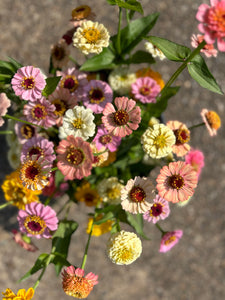 Bucket of Joy pre-order • bulk flowers