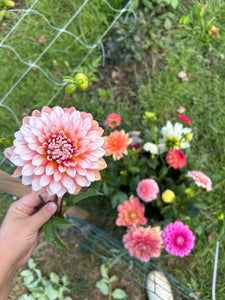 Bucket of Joy pre-order • bulk flowers